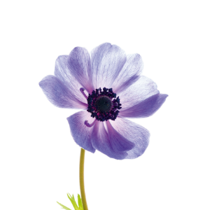 Anemone