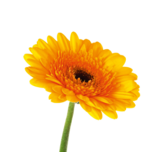 Gerbera