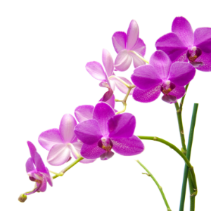 Orchidee