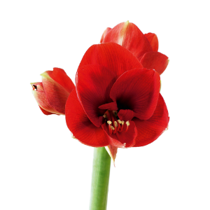 Amaryllis